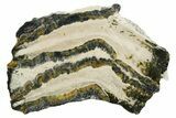 Mammoth Molar Slice With Case - South Carolina #349972-1